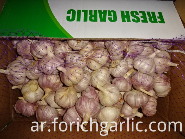 Size 5 0cm Garlic 2019
